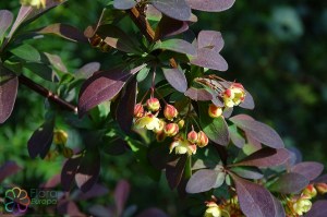 berberis thunbergii (1)9